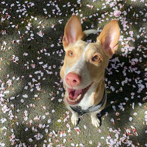 Das Ladenlokal Kommabei Eni